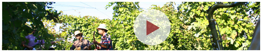 Il video promozionale Amedea